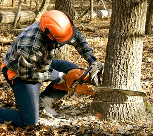 Tree Removal in Racine, MO
